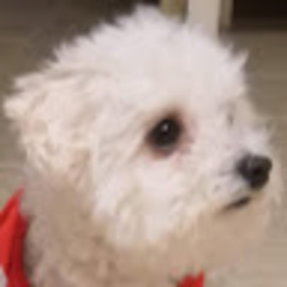 Meet your Posher, Amy - Picture 1 of 1